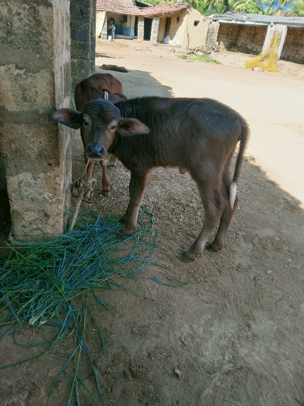 ભેશ વેચવાની છે