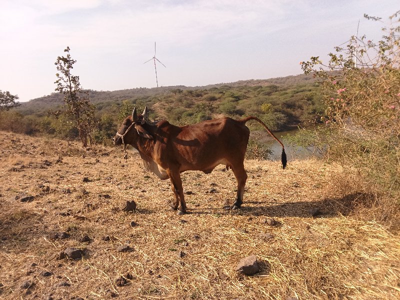 ગાય વેશવાનીછે