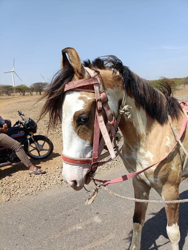 વછેરી ચાટપણકરવા...