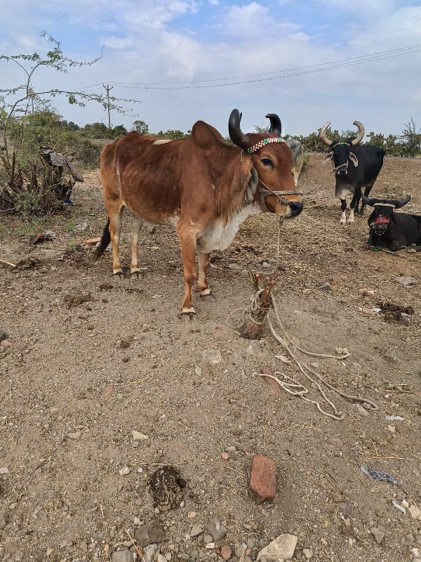 બળદ વેચવાનો છે