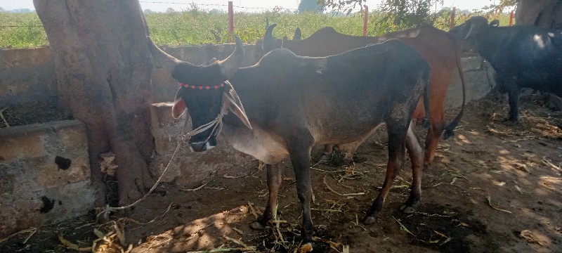 વાસળા વેચવાના છ...