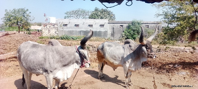 ગોદલા વેચવાના છ...