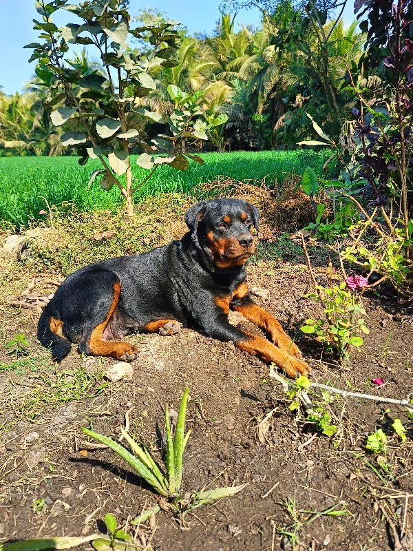 rottweiler male...