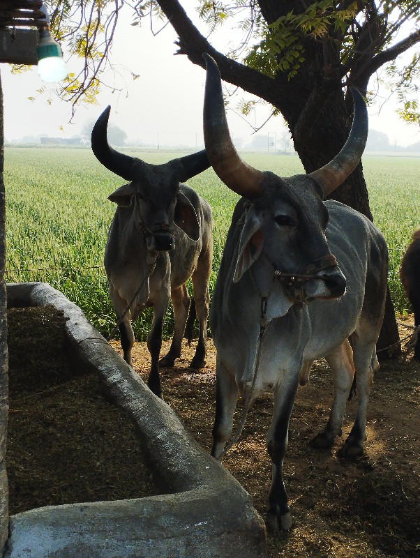 બડદ વેચવાના છે