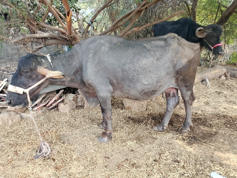 ભેંસ વેચવાની છે