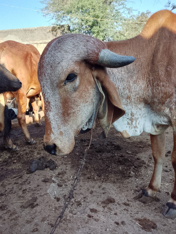 દેશિ વાછરડિ