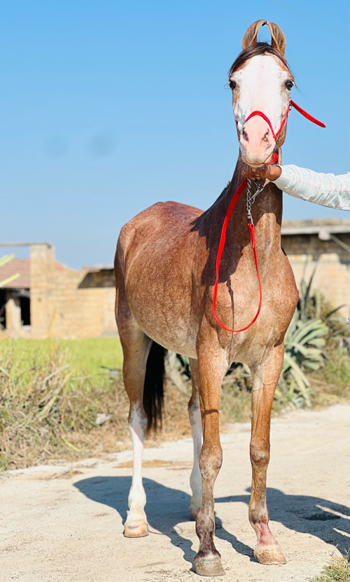 સાટા પન કરવા છે