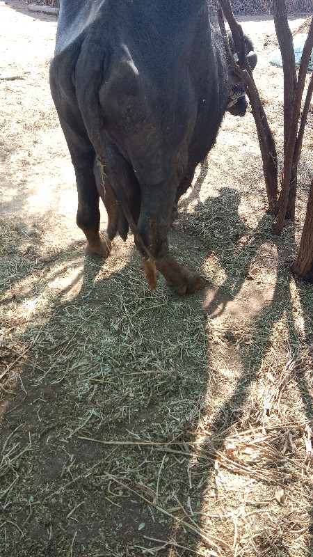 ભેંશ વેચવાની છે