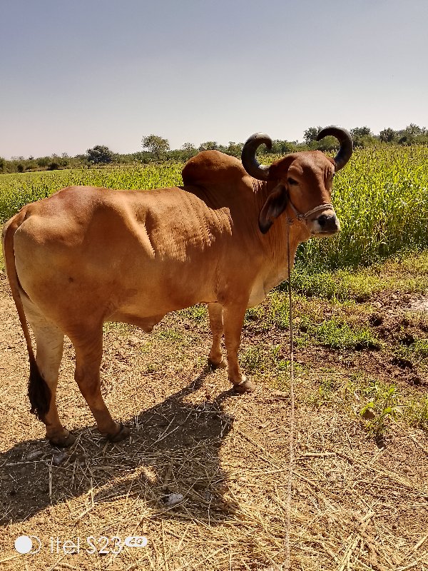 બળદ