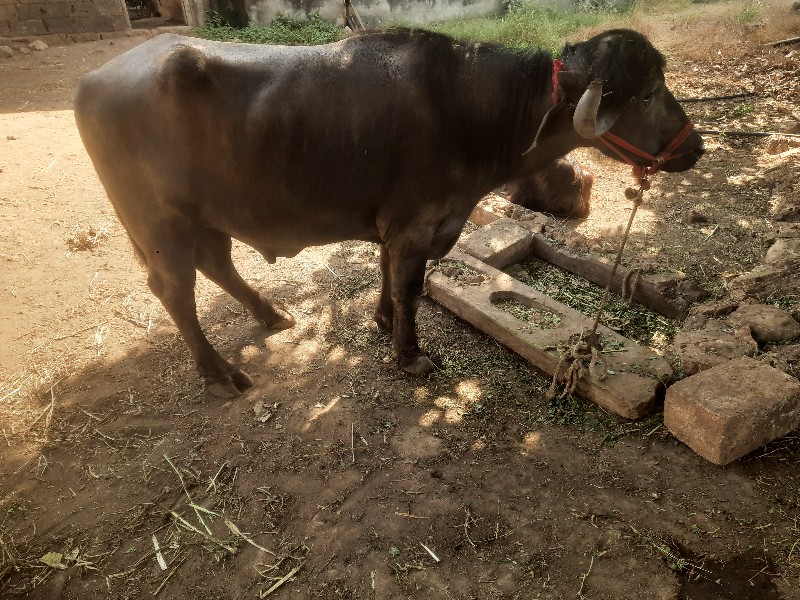 પાડો વેચવાનો છે