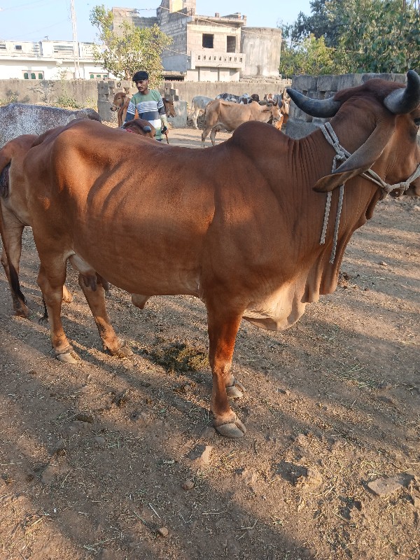 ગાય