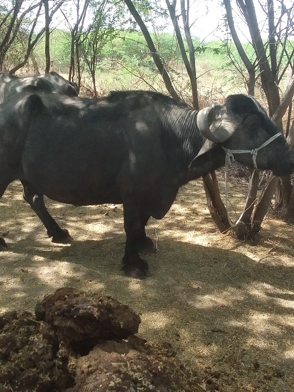 ચોથું વેતર એક મ...