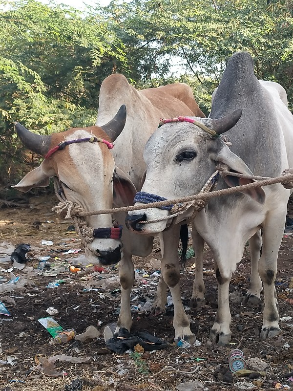 છો છોડા તે ગોદલ...