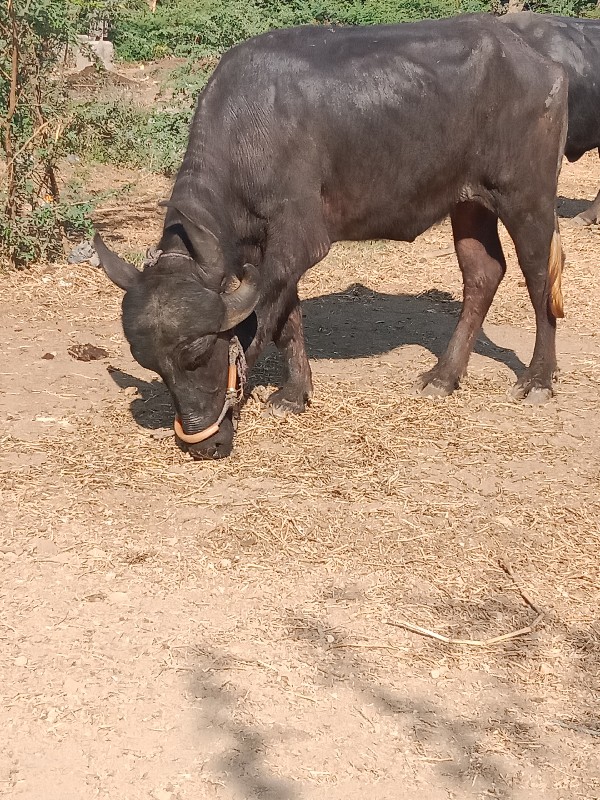 ખડેલી વેચાવ છે