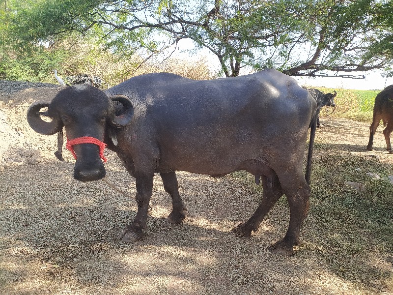 ભેંશ વેચવા ની છ...