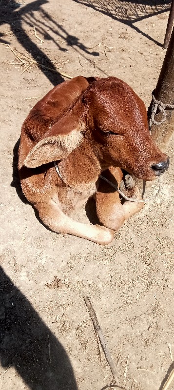 જર્સી ગાય વેચવા...