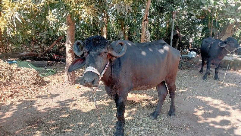 ભેસ વેચવાનિ છે