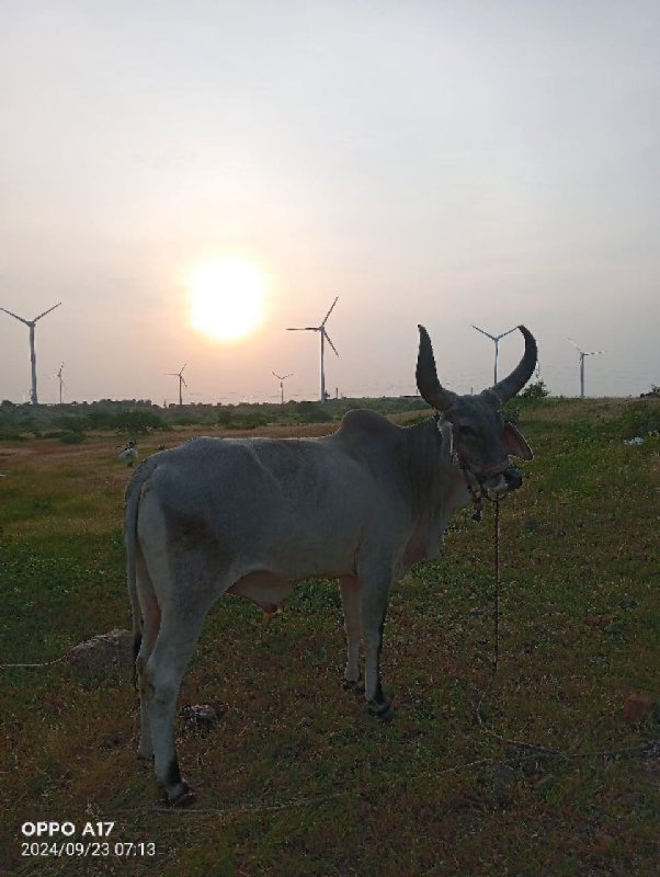 બળદ વેચવાના છે