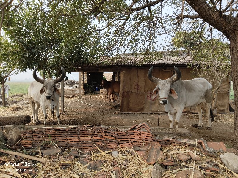 બળદ વેચવા ના છે