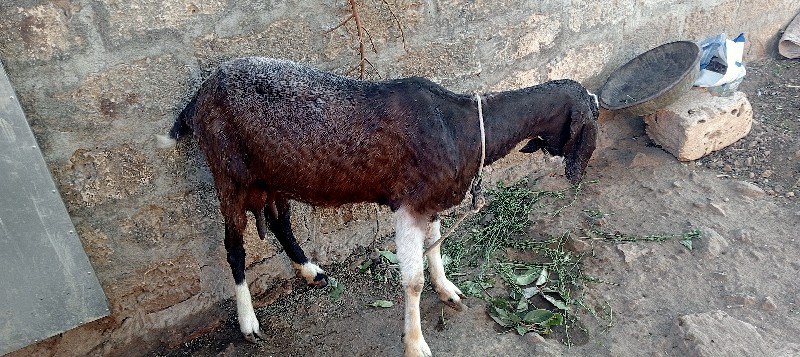 rajasthani bakr...