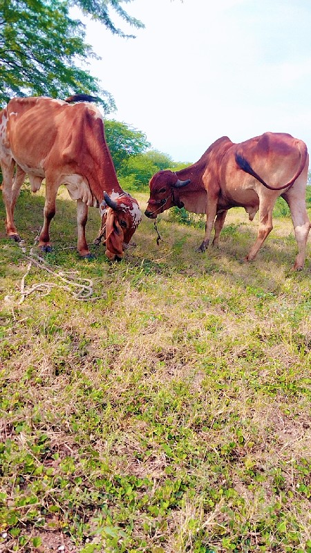 ગોઢલા વેચવાના સ...