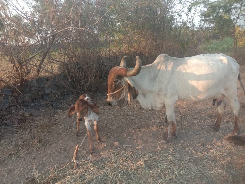 ગાય