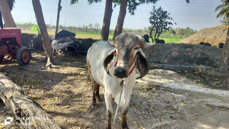 નિલ્લડી ગાય