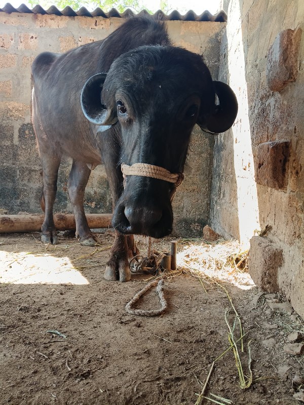 વેચવાની છે ખડેલ...