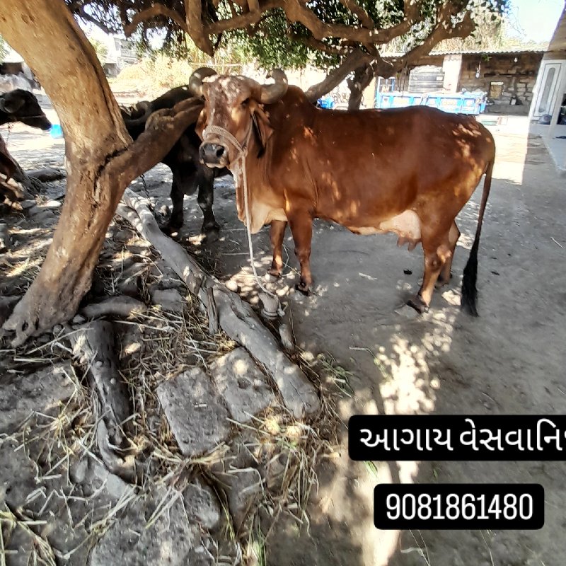 ગાય