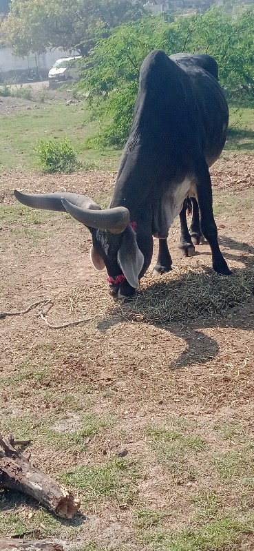 દેવીપુજક લે વેચ