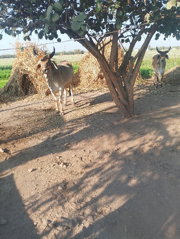 ગોઢલા વેચવાના છ...