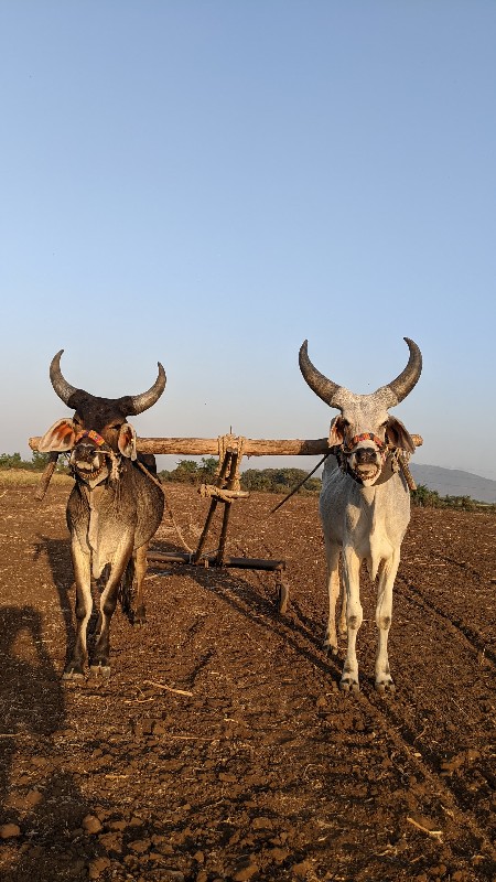 ગોઢલા વેચવાના છ...