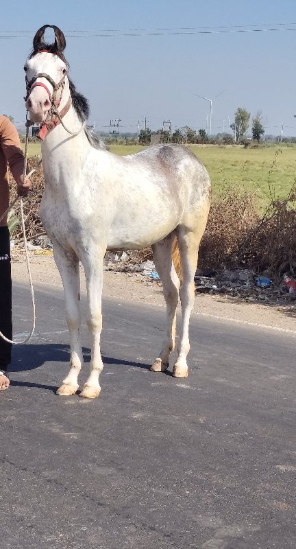 વસેરી સજાબ