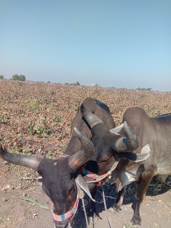 બરધ વેચવા ના છે