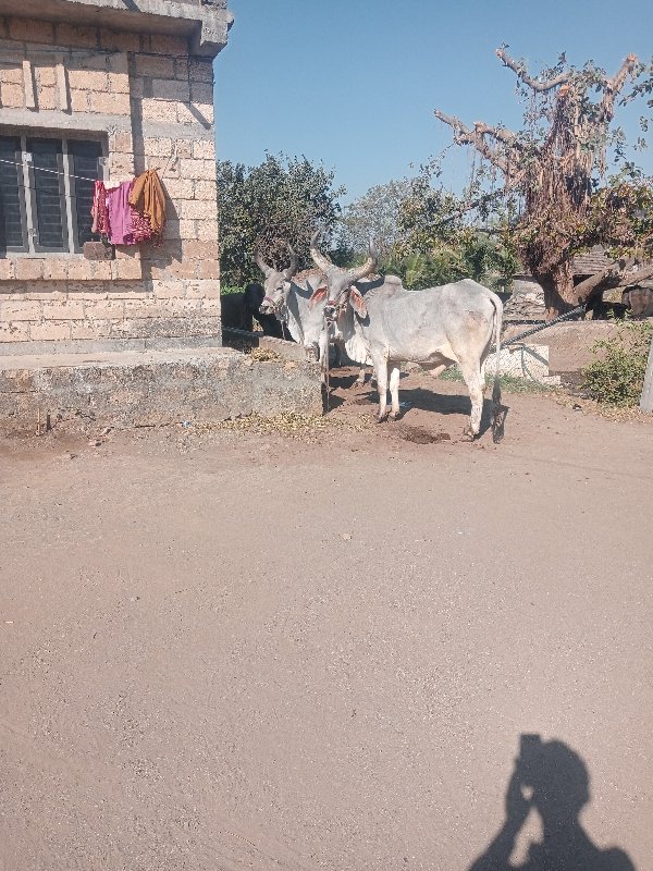 ગોડલા વેચવાના છ...