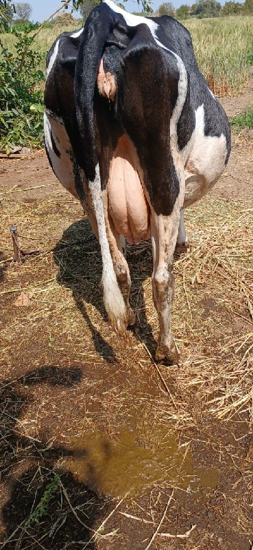 🐄 ગાય