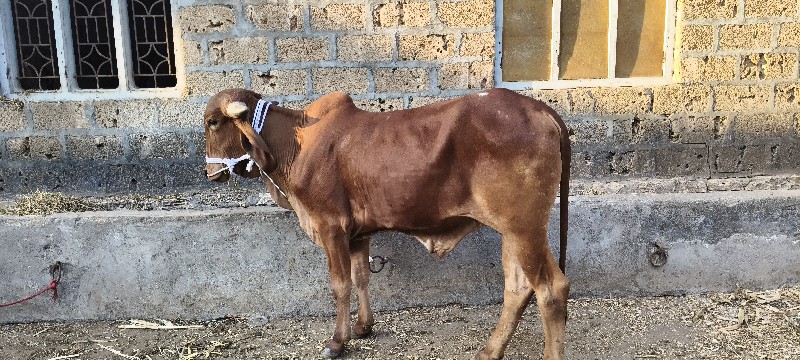 વાછરડો વેચવા નો...