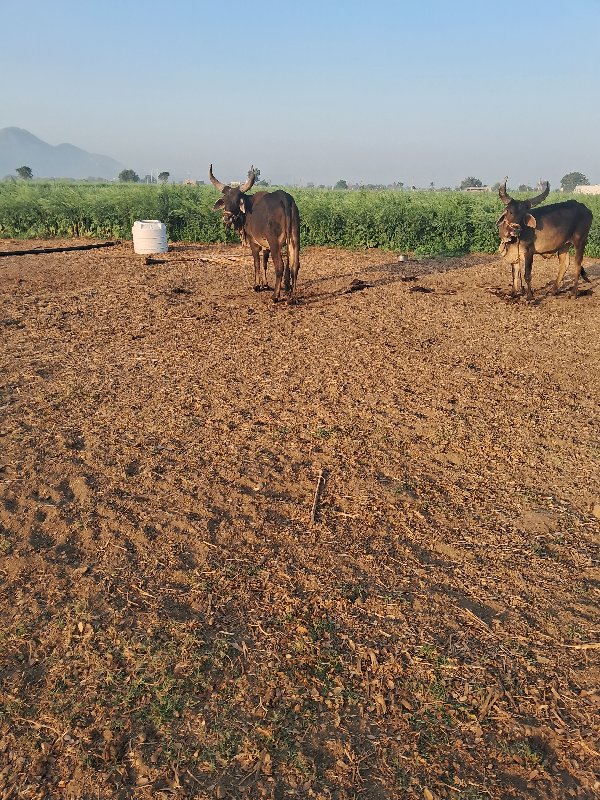 ગોઢલા વેસવા ના...