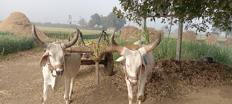 બળદ વેચવાના છે