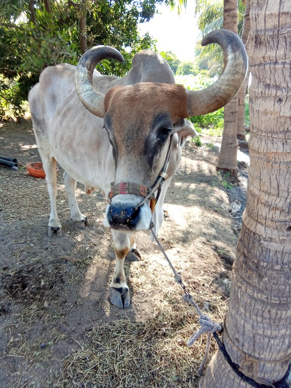 બળદ વેચવાનો છે