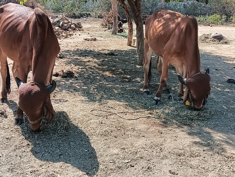 ગોંડલમાં વેચવાન...