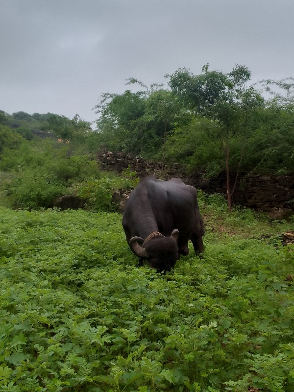 જાફરાબાદ