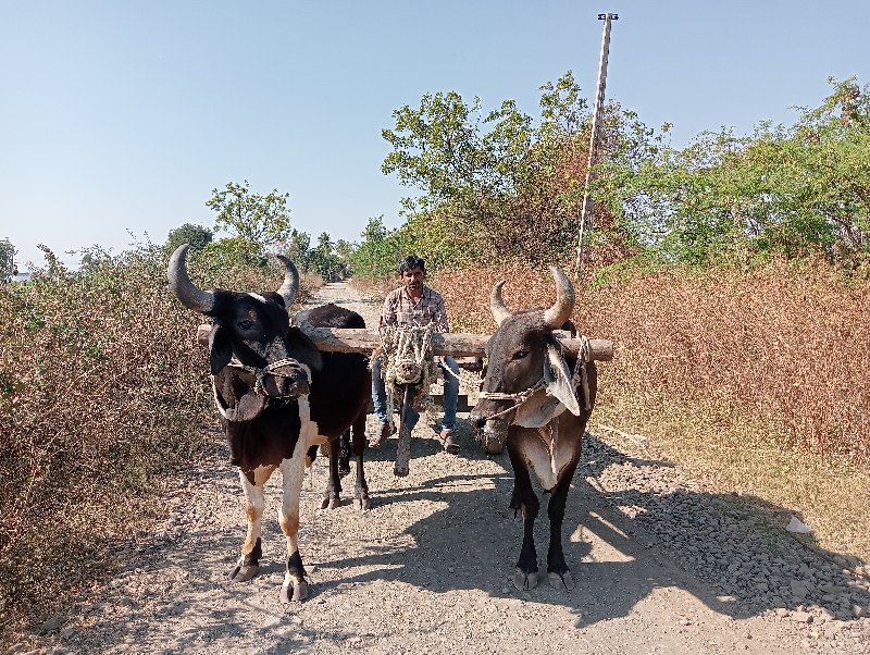 ગોથલા