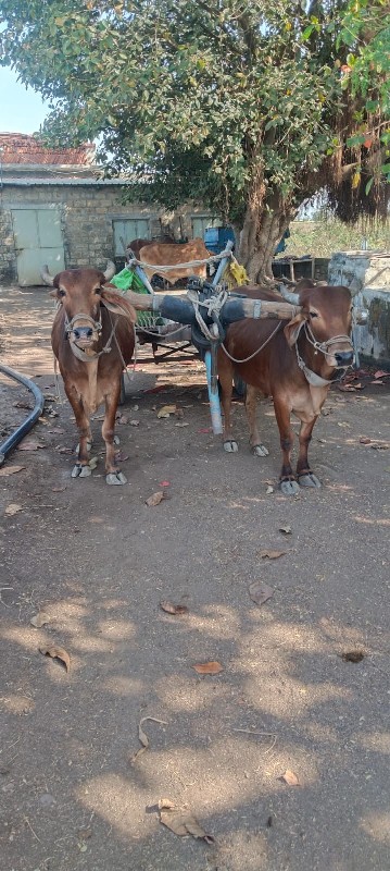 બળદ વેચવાના છે