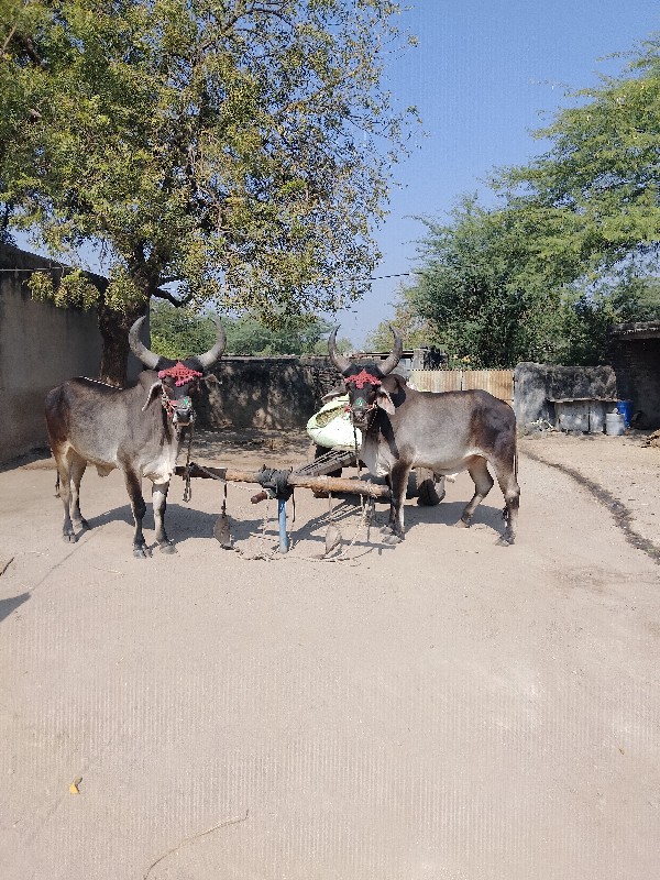 ગોઢલા વેચવાના છ...