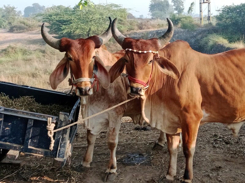 બળદ ગોધલા