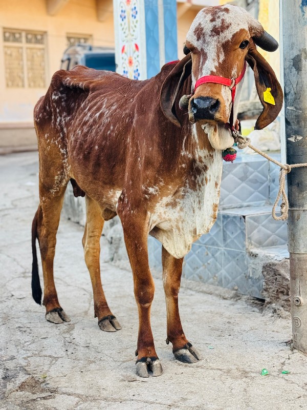 હોડકી વેચવાની છ...