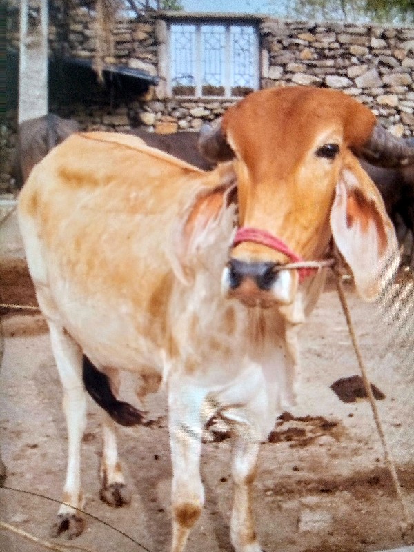 બળદ