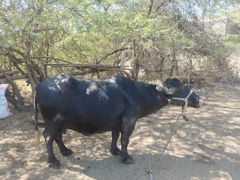 ચોથું વેતર છે