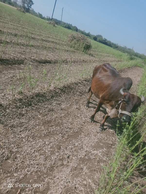 ગાય વેચવાની છે